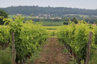 La Maronniere - Challignac - 2