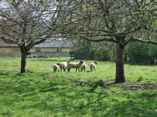 Gite de la Piegerie - Courgenard - 1
