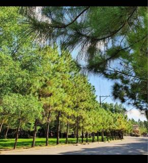 Camella Manor Majorca - 6