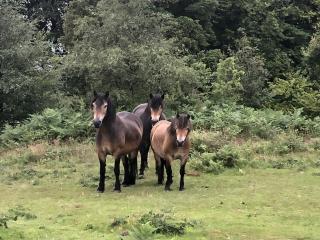 TVF Stable Suites - Nether Stowey - 2