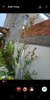 TRANG DOAN'S HOMESTAY - Ấp Tân Bình (2) - 1