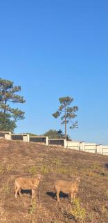Casas de São José - Rio Maior - 6