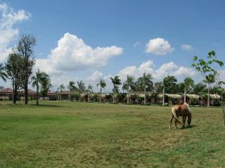 Busai Country View - 3