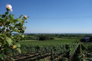 Traumblick Rebenmeer - Gleisweiler - 5