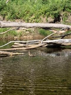 BC Log cabin with private beach river fire pit AC wifi onsite trails ski slope views - Carroll - 7
