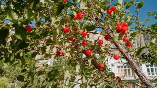 Summer and winter homestay Turtuk Youl - 9