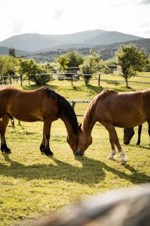 Ranch Terra - Irinovac - 9