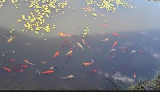 Golf Club Motor Inn Wingham - 2