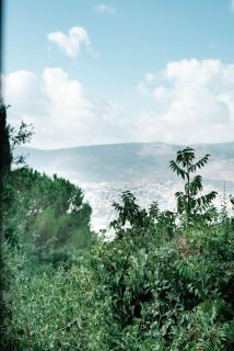 Live in the woods - 3