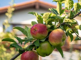 Laguna Nuferilor Habitat - 1