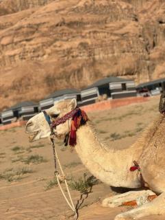 Wadi Rum alsultan Camp - 1