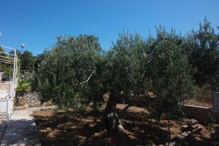 Apartments with parking space Razanj, Rogoznica - 21124 - 3