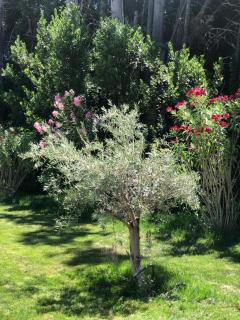 Villa Pauline - Avignone - 5