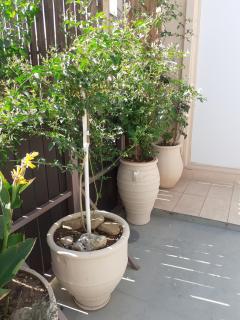 House escape - Chania - 4