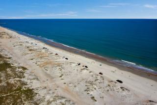 Sea Glass Cottage - An Oceanfront Experience - St. Augustine - 6