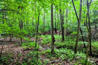 White Owl Cottage - Blairsville - 6
