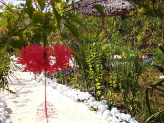 The Dream Garden Bungalow - Kizimkazi - 8