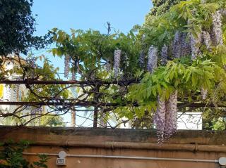 i gabbiani - Chiavari - 2