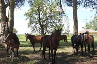 Estancia Pedro Chico - Hotel Rural - Chascomús - 6