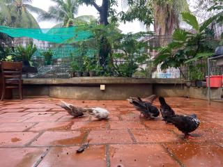 Sothea Angkor Homestay - 1