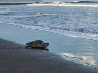 casa de playa Paraíso terrenal - San Juanillo - 1