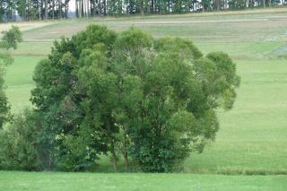 Zum Wiesengrund Blecher - Breidenbach - 8