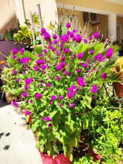 Napier Apartment - Argostoli - 7
