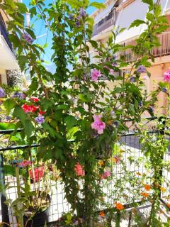 Napier Apartment - Argostoli - 8