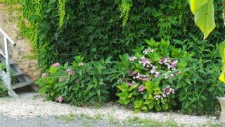 Chambre d'hôtes Le Paon Blanc - 2