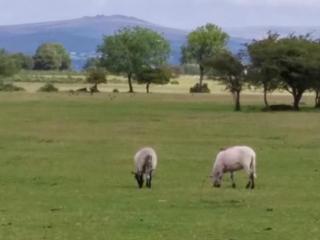The Rosemont - Yelverton - 2