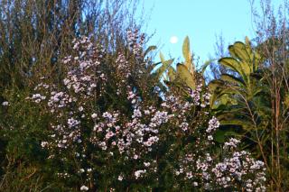 Manuka Views - Close to Thermal Hot Pools - Kaukapakapa - 4