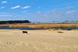 Nina's Cottage - Southwold - Southwold - 8
