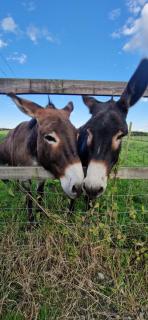 Glamping pod, seven acre farm campsite - Lincoln - 2