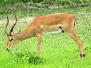 Mokuru Private Nature Reserve - Brits - 2
