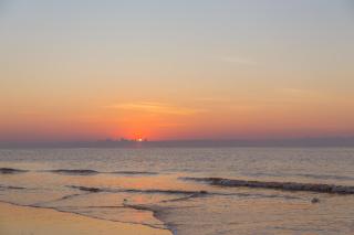 Oyster Catcher 4 - 7