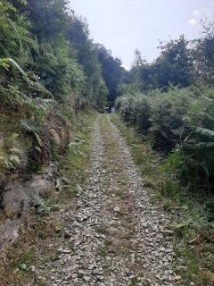Yn Y Coed Tanyrallt - Llanybydder - 6