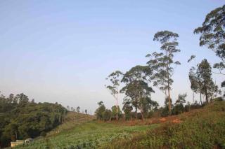 Thendral: Delightful homestay on a hill near Ooty - Naduvattam - 3