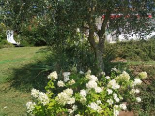 Casa Fellini - San Zeno di Montagna - 6