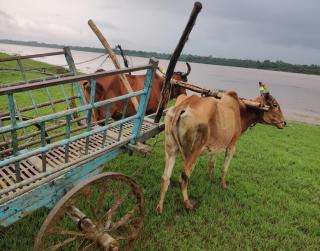 ShivaRewa Village stay - Maheshwar - 6