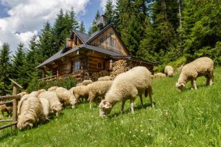 Leśna Bacówka - Nowy Targ - 6
