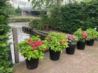 Tuinhuis aan het water - Voorburg - 4