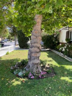 Summer Leaf - Reseda - 1