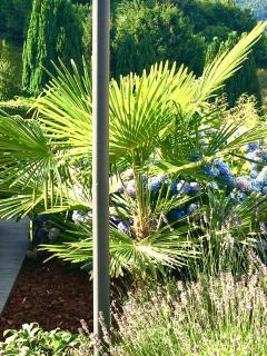 Les magnolias en Alsace - meublé de tourisme 3 étoiles - 5