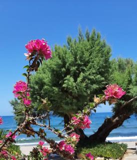 Erofili - Agia Marina Nea Kydonias - 3