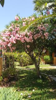 Family hotel Al- Ana Marbella - Estepona - 8