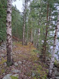 Rantamökki Naava - 9