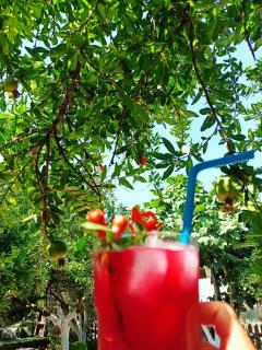 Litost Cafe - Adrasan - 9