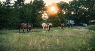 Pod Dębami Domki ,Pokoje,Nauka jazdy konnej Sarbsk obok Łeby - 9