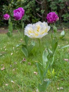 Surrey Hills Lodge - 9