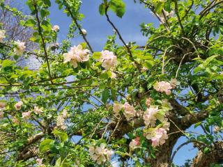 Wheelwright's Cottage - 7